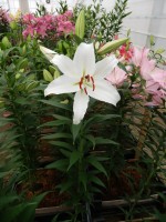 [5370 Constanta VZ No02.JPG]